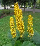 Ligularia sibirica. Соцветия. Тверская обл., г. Тверь, городской сад, клумба краснокнижных растений. 25 июля 2019 г.