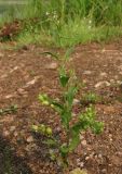 Veronica anagallis-aquatica