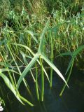 Sagittaria sagittifolia