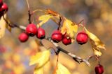 Crataegus turkestanica