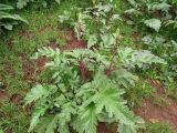 Phlomoides lehmanniana