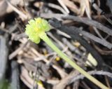 Ranunculus polyrhizos