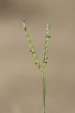 Paspalum paspalodes