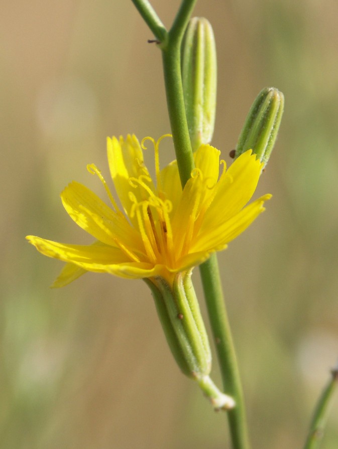 Изображение особи Chondrilla brevirostris.