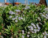 genus Globularia. Верхушки цветущих и плодоносящих растений. Израиль, Нижняя Галилея, г. Верхний Назарет, городской парк. 27.11.2021.