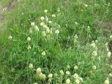 Trifolium trichocephalum. Цветущие растения. Кавказ, у северного склона Эльбруса. 07.07.2010.