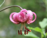 Lilium pilosiusculum