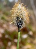 Eriophorum vaginatum. Верхушка побега с отцветающим соцветием. Московская обл., Дмитровский р-н, окр. бывших торфоразработок севернее пос. Раменское и паромной переправы на канале им. Москвы, заболоченный лес. 23.04.2022.