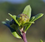 Aster maackii. Развивающееся соцветие и присоцветные листья. Приморский край, Шкотовский р-н, с. Новонежино, луг. 18.08.2023.