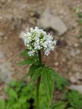 Valeriana colchica. Верхушка побега с соцветием с цветками и бутонами. Краснодарский край, городской округ Сочи, Адлерский р-н, с. Эстосадок, горнолыжный курорт \"Роза Хутор\", пеший маршрут \"Панорама\", южный склон хр. Аибга, 2200 м н.у.м., обочина грунтовой дороги. 08.08.2023.