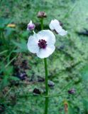 Sagittaria sagittifolia. Часть соцветия. Ярославская обл., Некоузский р-н, дер. Григорово, мелководья копани. 30.06.2006.