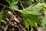 Anemone sylvestris