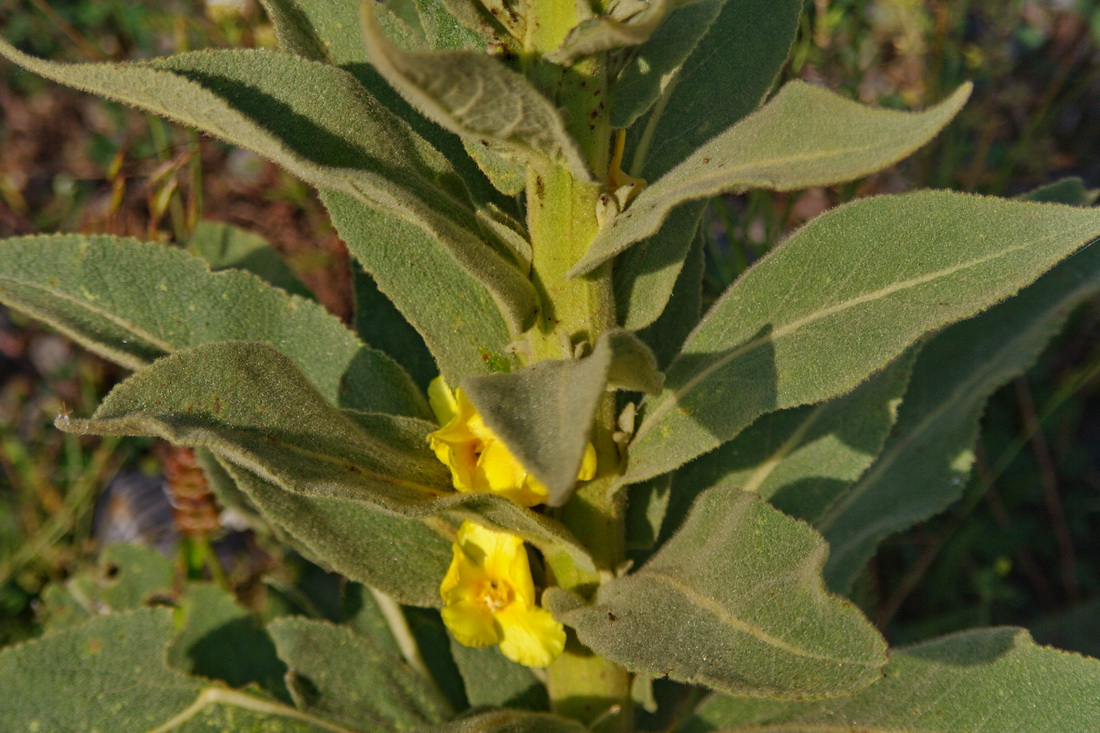 Изображение особи Verbascum phlomoides.