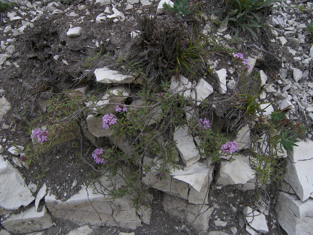 Изображение особи Thymus daghestanicus.