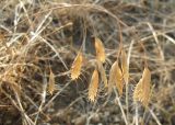 Bromus anatolicus. Соплодие. Южный Берег Крыма, Артек, межа виноградника на левом берегу р. Суук-Су. 24 июля 2011 г.