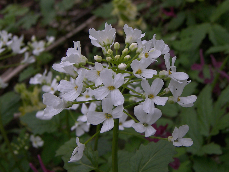 Изображение особи Pachyphragma macrophyllum.