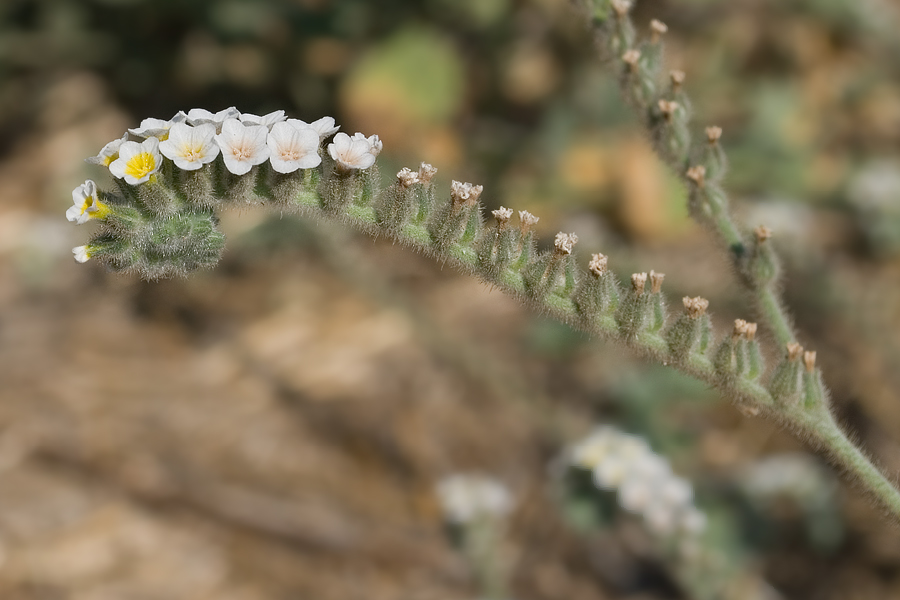 Изображение особи Heliotropium hirsutissimum.