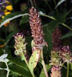 Prunella vulgaris