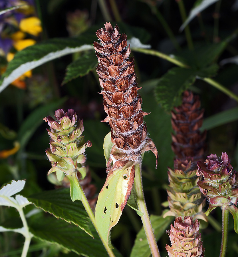 Image of Prunella vulgaris specimen.