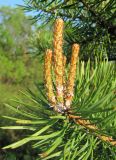 Pinus sylvestris