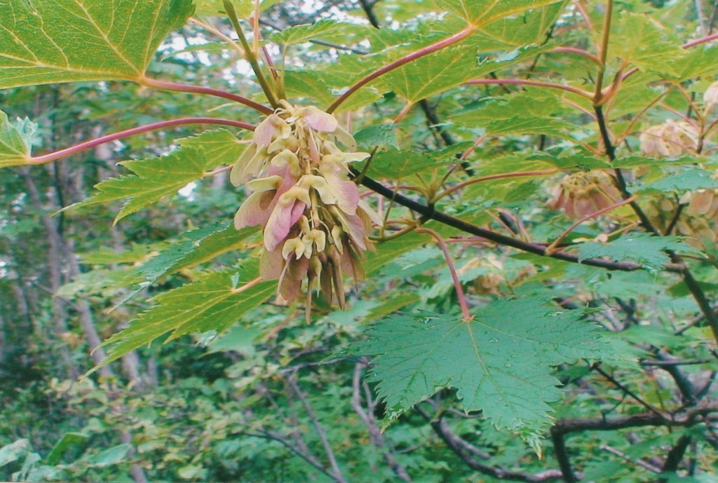 Image of Acer ukurunduense specimen.