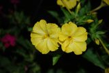 Mirabilis jalapa