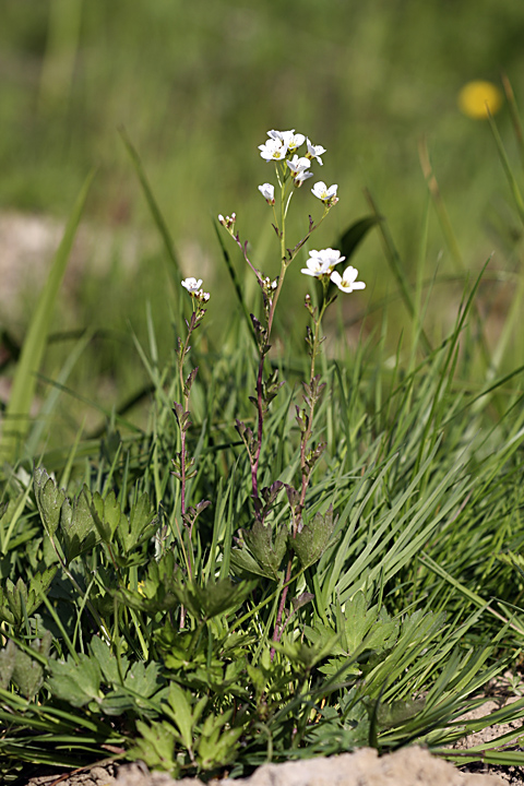 Изображение особи Cardamine amara.