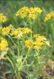 Senecio vernalis