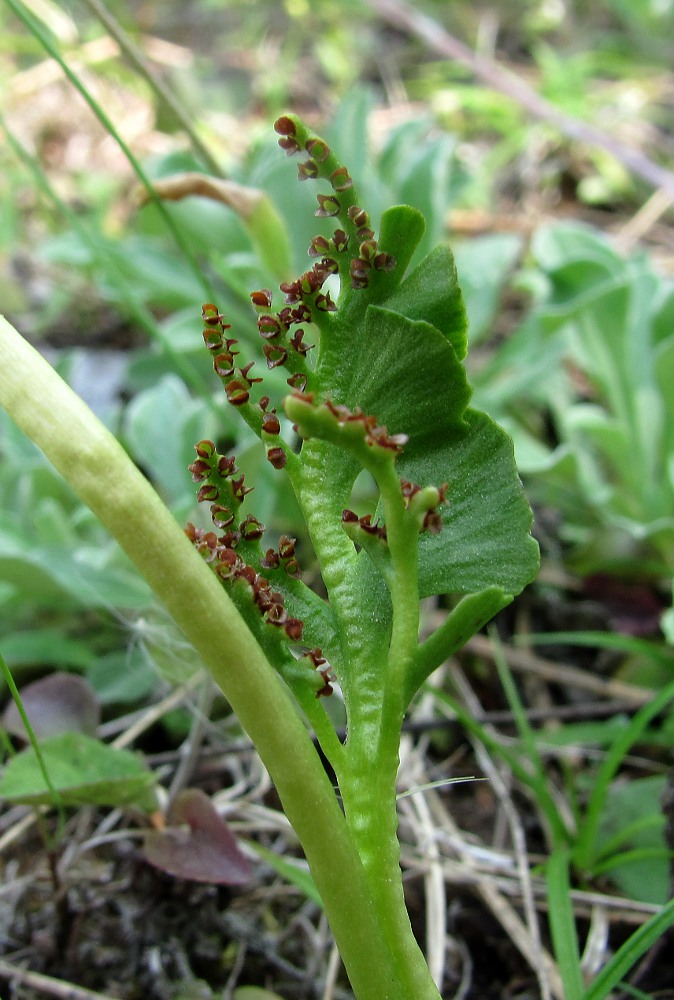 Image of Botrychium lunaria specimen.