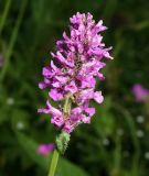 Betonica officinalis