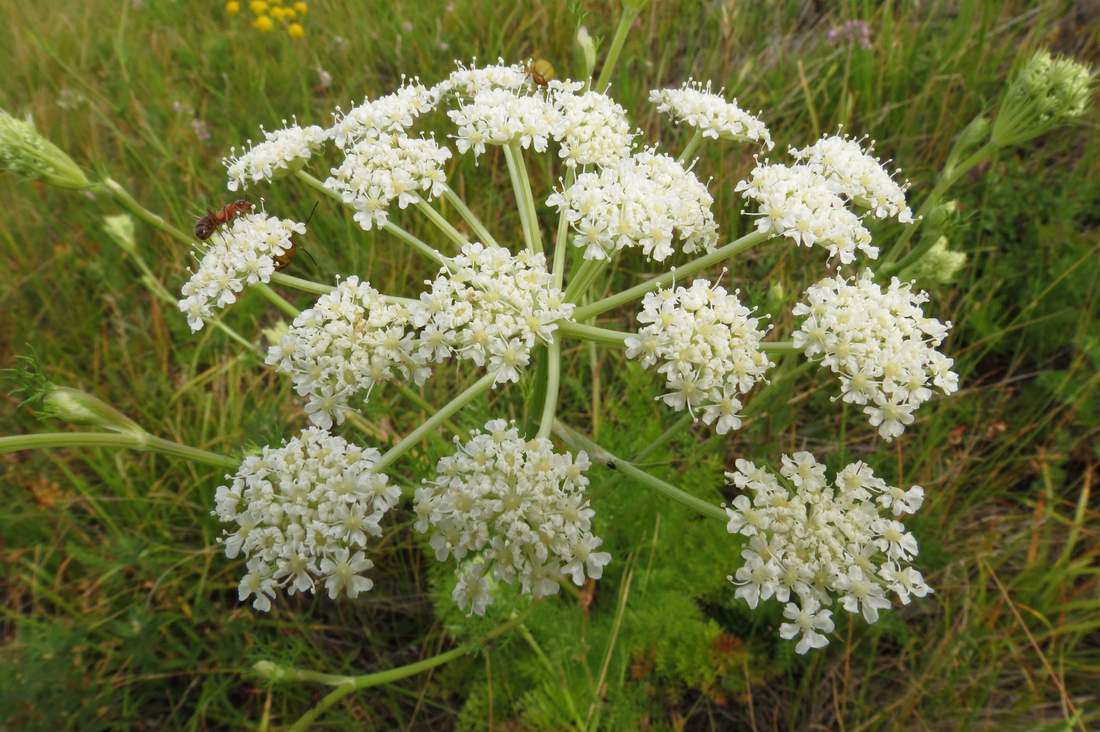 Изображение особи Kitagawia baicalensis.