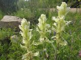 Castilleja pallida. Соцветия. Республика Бурятия, Баунтовский эвенкийский р-н, окр. пос. Северный, долина р. Мал. Амалат близ пионерлагеря, обочина дорожного пути. 15.07.2013.