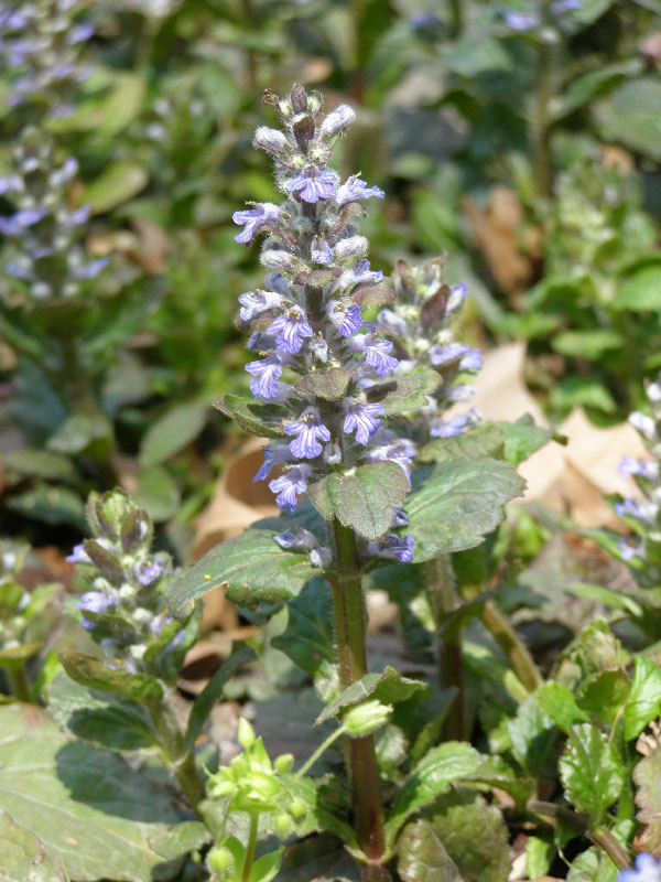 Изображение особи Ajuga genevensis.