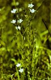 Linum barsegjanii