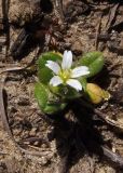 Cerastium semidecandrum