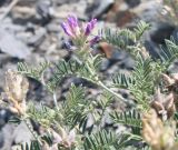 Astragalus circassicus. Верхушка побега с отцветающим соцветием. Краснодарский край, Туапсинский р-н, окр. с. Ольгинки, скалистый склон к морю. 30.06.2014.