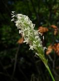 Sesleria alba. Соцветие. Краснодарский край, окр. Сочи, скала. 08.10.2014.