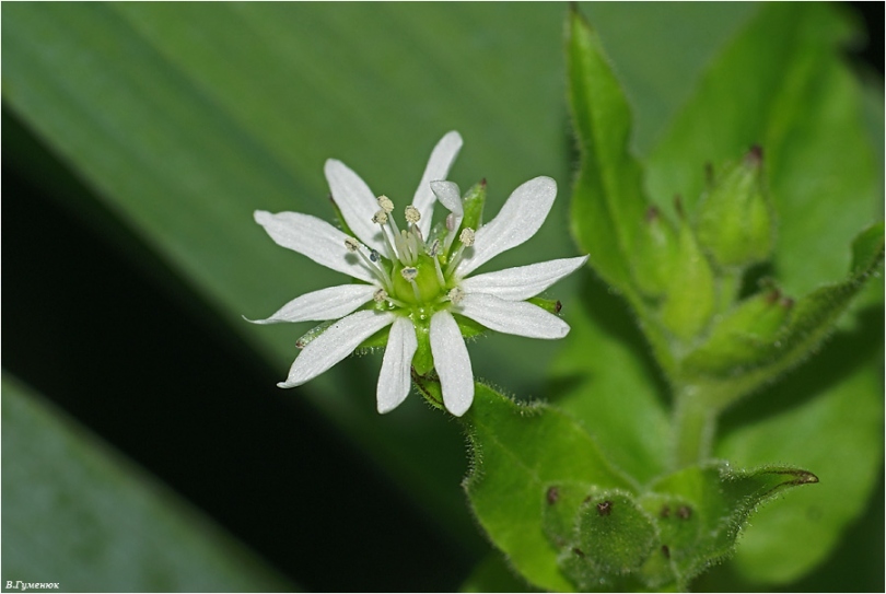 Изображение особи Myosoton aquaticum.