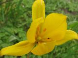 Tulipa sylvestris