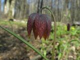 Fritillaria meleagris