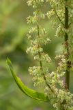 Rumex sylvestris. Часть соцветия. Ленинградская обл., Волосовский р-н, сырой осоковый луг. 19.07.2014.