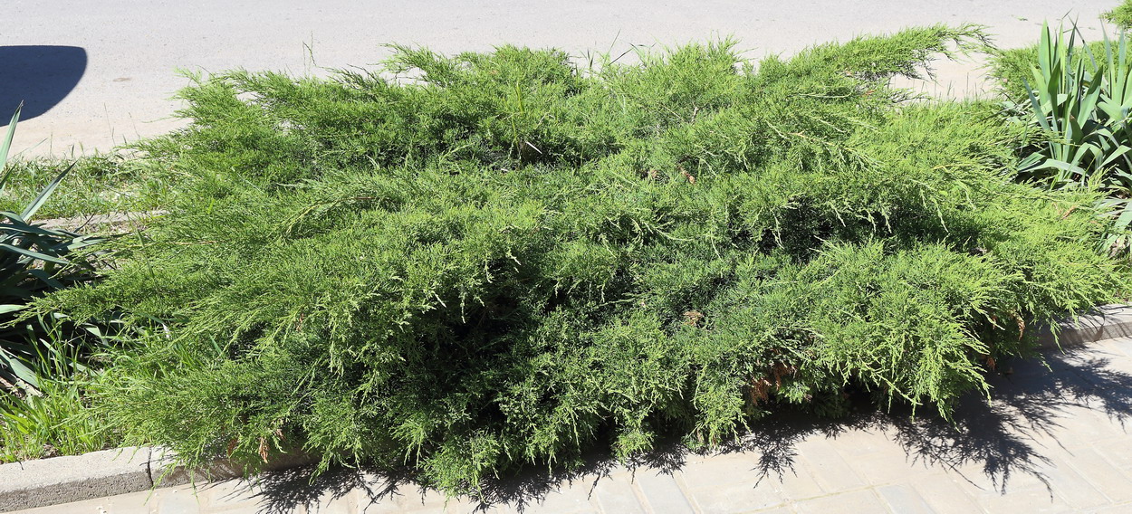 Можжевельник Пфицера (Juniperus × pfitzeriana)