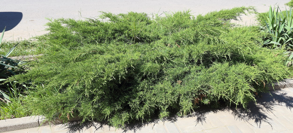 Изображение особи Juniperus &times; pfitzeriana.