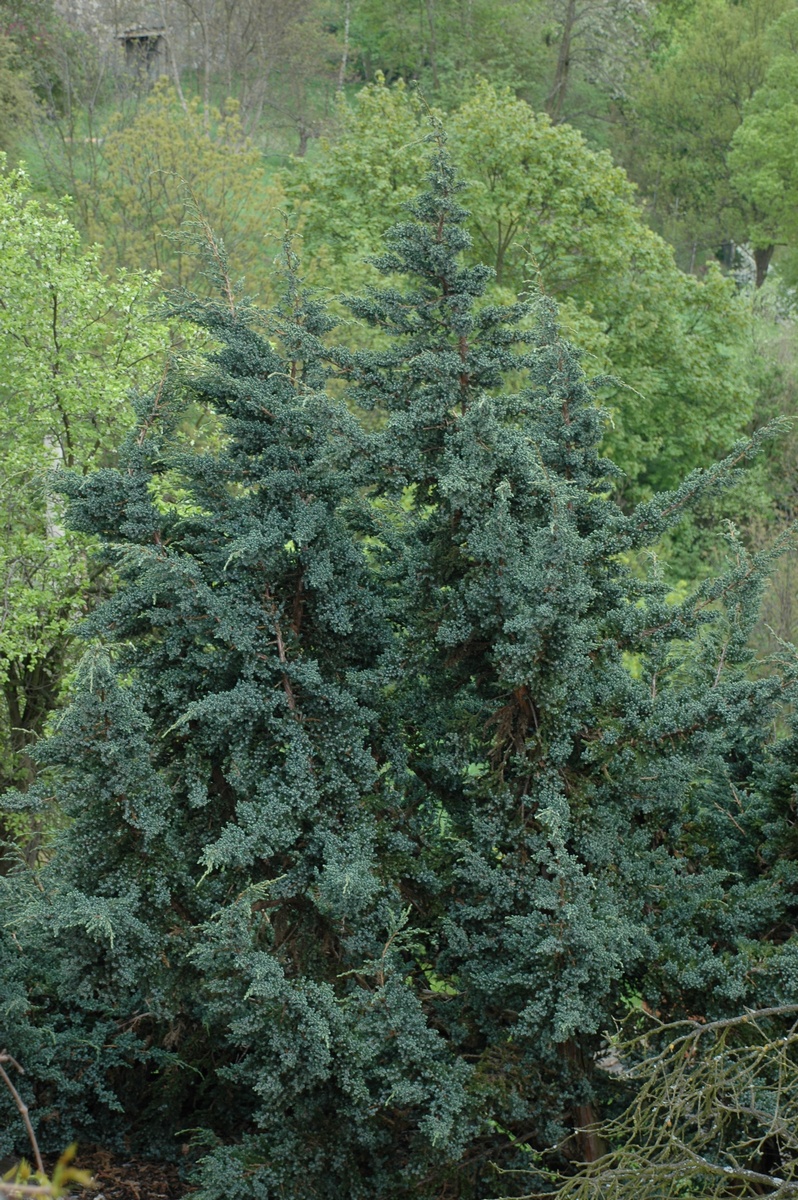 Image of Juniperus squamata specimen.