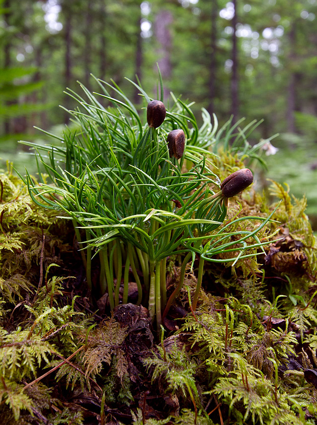 Изображение особи Pinus sibirica.