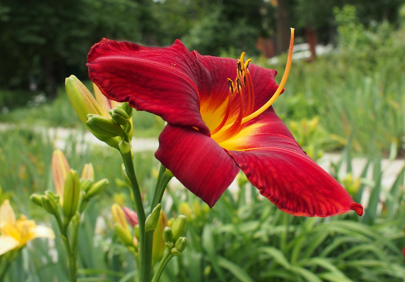 Изображение особи Hemerocallis &times; hybrida.