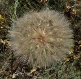 Tragopogon подвид major