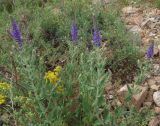 Salvia deserta