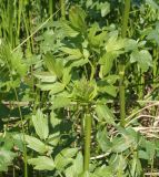 Thalictrum flavum