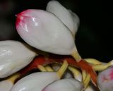 Alpinia zerumbet. Бутонизирующее соцветие. Израиль, Шарон, г. Тель-Авив, ботанический сад тропических растений. 02.05.2016.